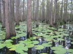 Cypress Pond