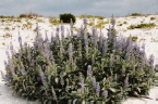 blue lupine